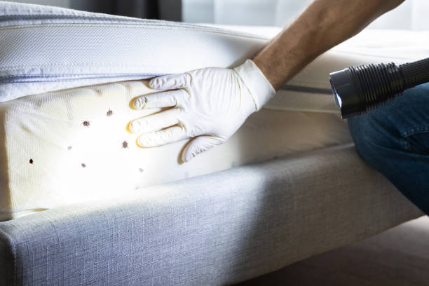 Best Residential Pest Control  in North York, PA